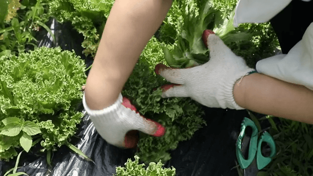 텃밭에서 신선한 상추를 수확하는 손