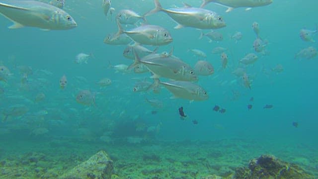 School of Fish Swimming Underwater