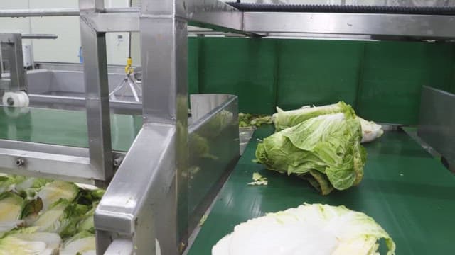 Cabbage being moved on a conveyor belt in a food factory