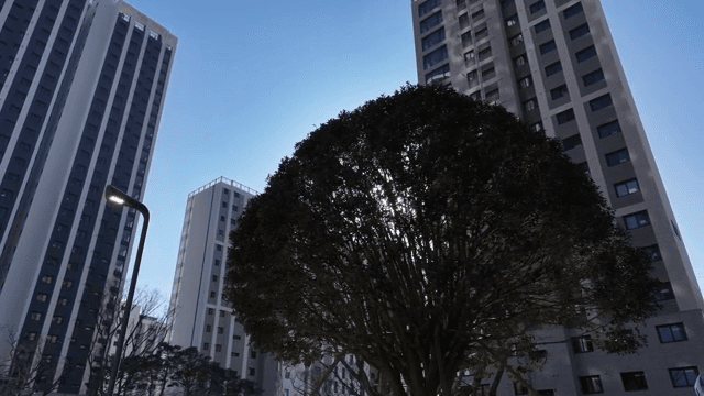 고층 건물로 둘러싸인 나무