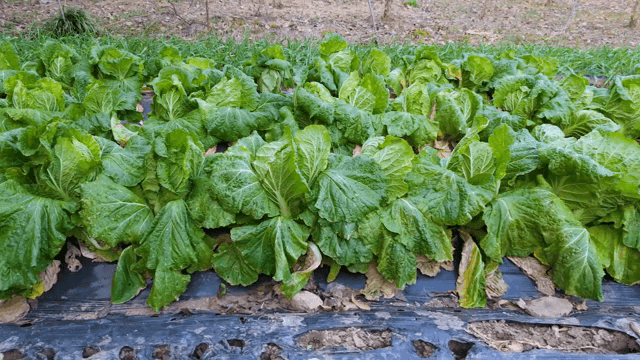 밭에서 자라는 무성한 푸른 배추