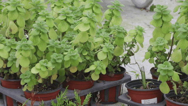 온실 속 화분에 심어진 식물들