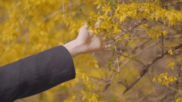 노란 꽃을 부드럽게 만지는 손