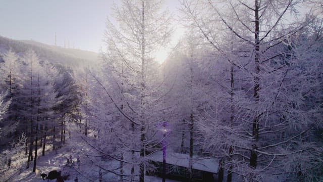 Walking Path in a White Forest at Sunrise