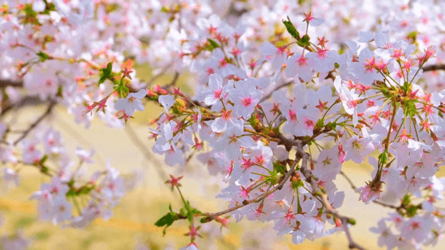 Cherry blossoms in full bloom by a walkway