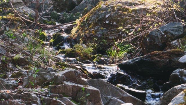 Small stream flowing through a rocky forest area