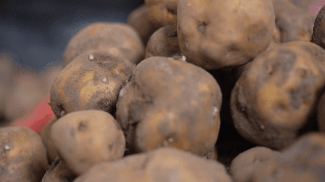 흙이 묻은 갓 수확한 감자