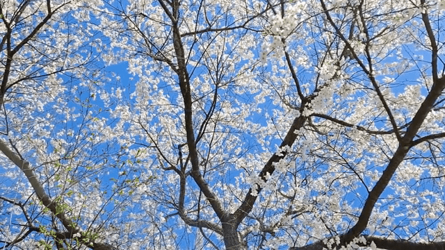 Cherry blossoms blooming under a clear sky