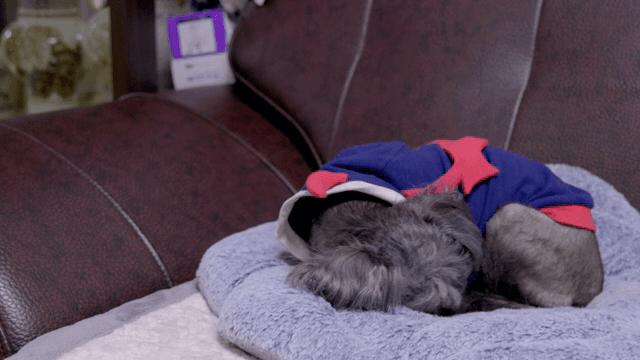 소파 위 방석에서 쉬고 있는 회색빛 강아지