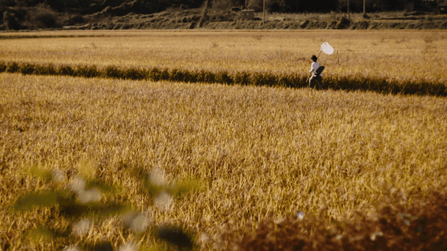 Child with sleeping bag running through golden rice fields