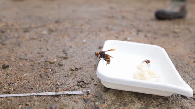 하얗고 얕은 용기 위에서 당분을 보충하는 말벌