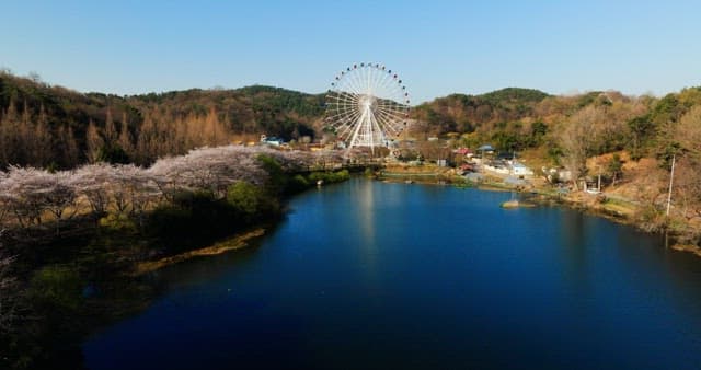 Ferris wheel by a serene lake with cherry blossoms