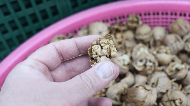 Walnuts picked up from the basket