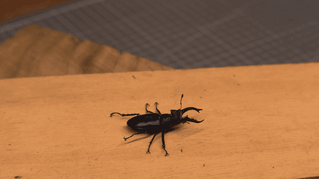 나무 표면 위의 사슴벌레