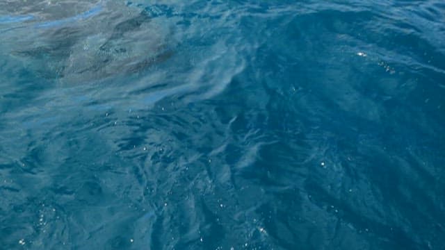 Whale Swimming Beneath Ocean Surface