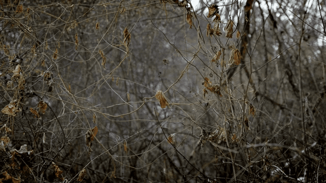 마른 가지와 잎이 있는 울창한 숲