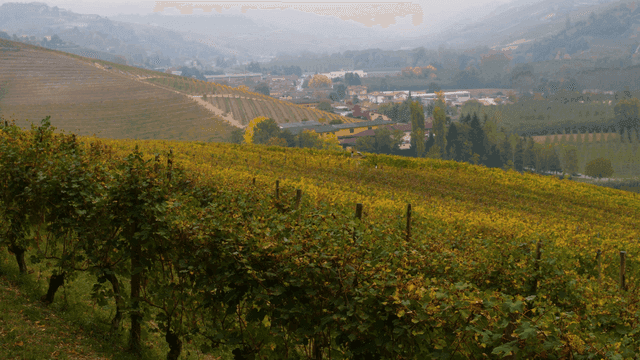 Vineyards stretching across rolling hills