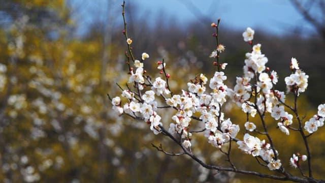 Plum blossoms blooming on tree branches in spring