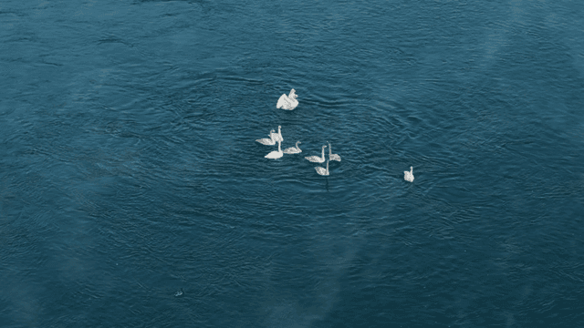 강에서 우아하게 헤엄치는 백조들