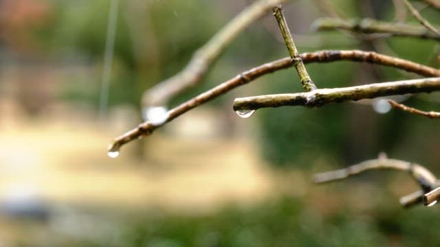 Raindrops dripping from branches outdoors