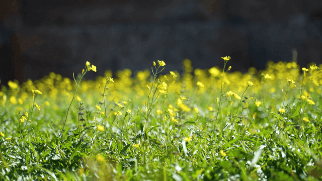 Yellow flowers blooming in a sunny field