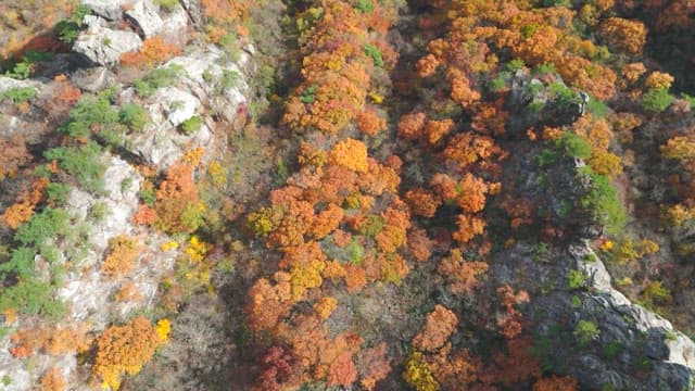 Colorful autumn forest with rocky cliffs