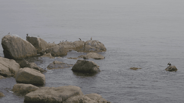 바위 위로 바닷새들이 쉬고 있는 해안가