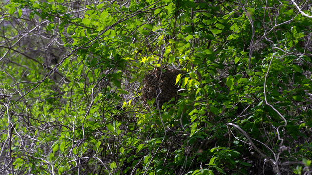 Swarm of insects surrounded by lush green leaves