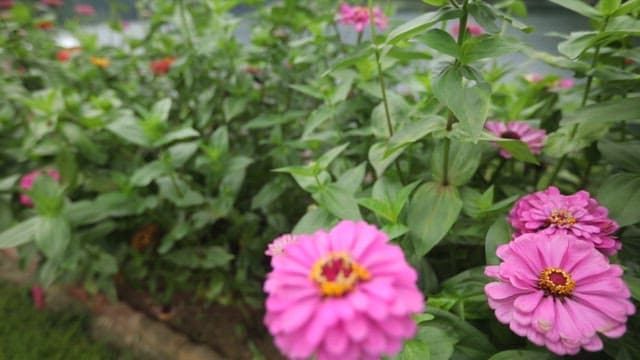 Flowers by the lake with misty mountains in the background