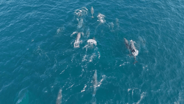 바다에서 헤엄치는 돌고래 무리