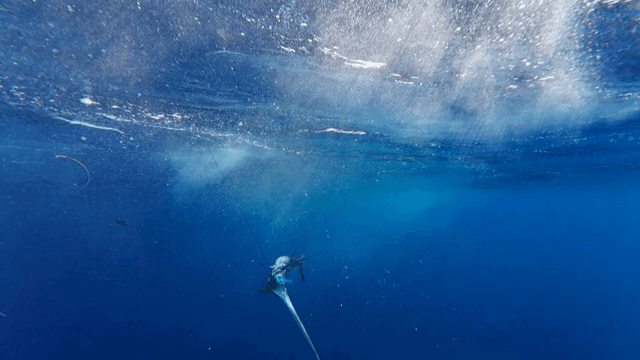 깊은 푸른 바다에서 헤엄치는 새치