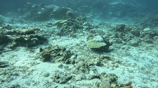 산호와 물고기가 있는 수중 장면
