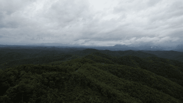 구름 낀 하늘 아래 광활한 숲