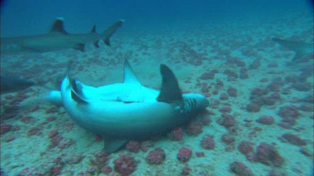 무리에서 공격당하는 상어