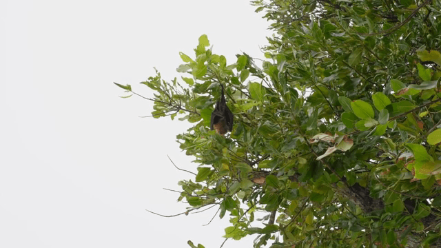 나뭇가지에 매달린 박쥐