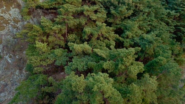 숲으로 둘러싸인 바위 절벽에 있는 전통 정자