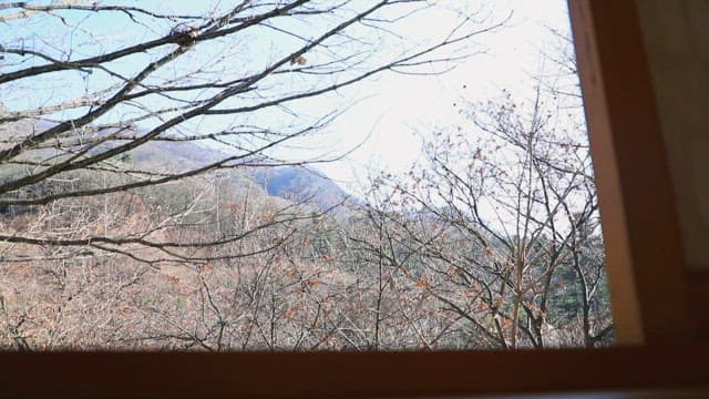 창문을 통해 본 숲의 풍경