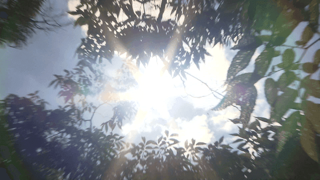 나뭇잎 사이로 비치는 햇빛