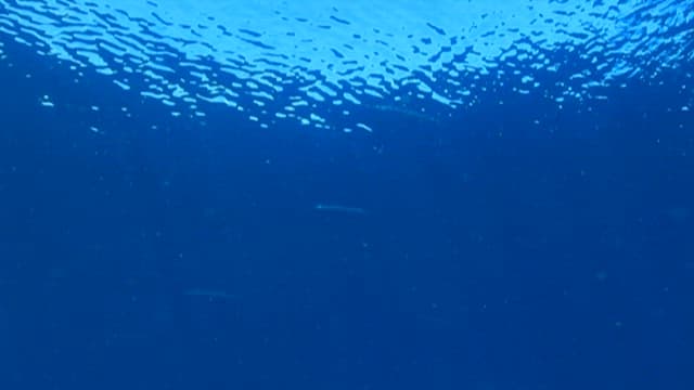 바닷속을 헤엄치는 은빛 물고기