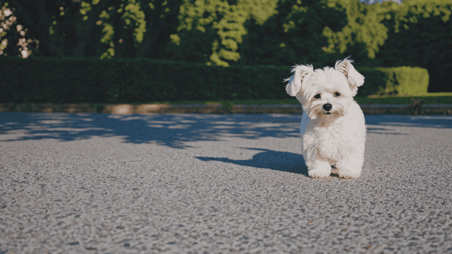 Small white puppy on clear day.