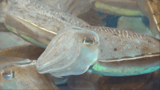 Cuttlefish swimming in tank