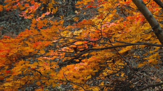 Vibrant Autumn Foliage in the Wind