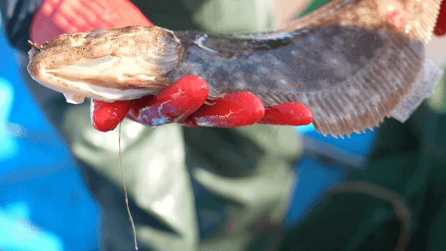 Fisherman holding flounder
