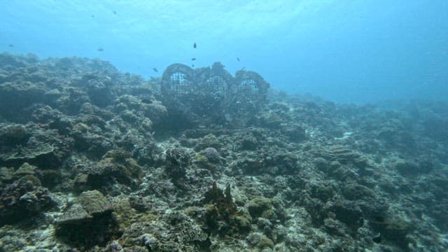 Underwater scene with coral and fish