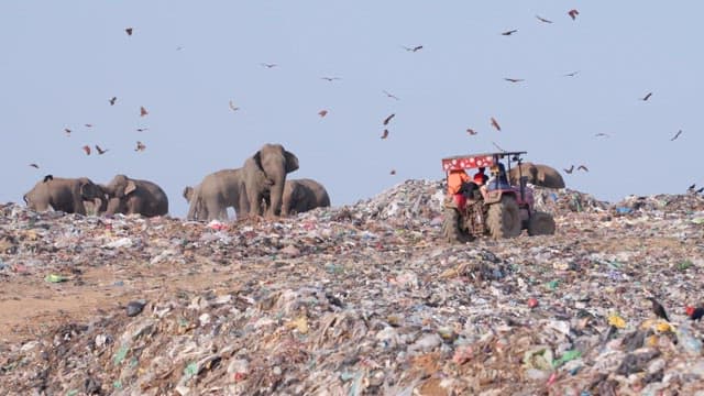 Tractor approaching a landfill where elephants are foraging