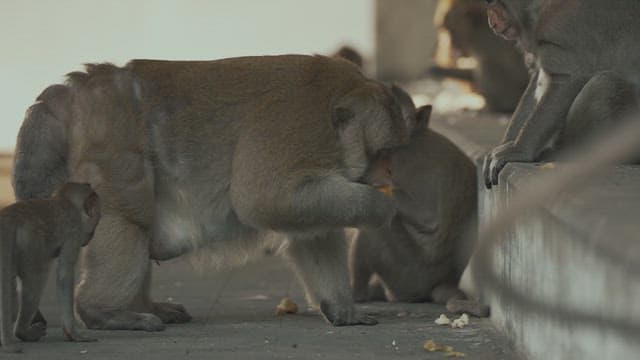 Monkey Sitting on Steps and Eating Feed