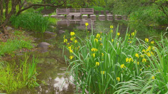 노란 꽃이 있는 고요한 계곡