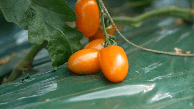Orange cherry tomatoes growing in vegetable garden