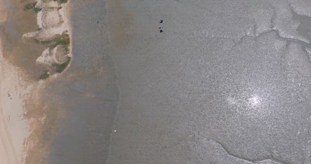 넓은 갯벌에서 조개를 줍고 있는 사람들