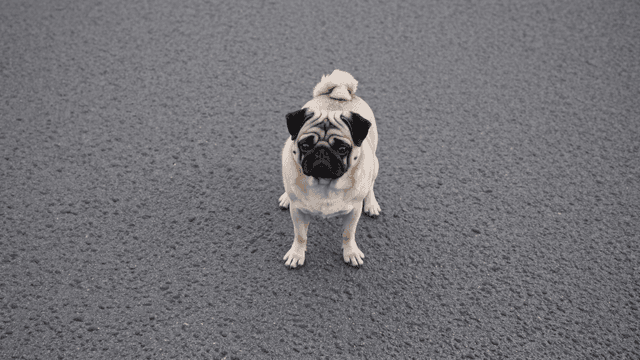 Small pug on asphalt